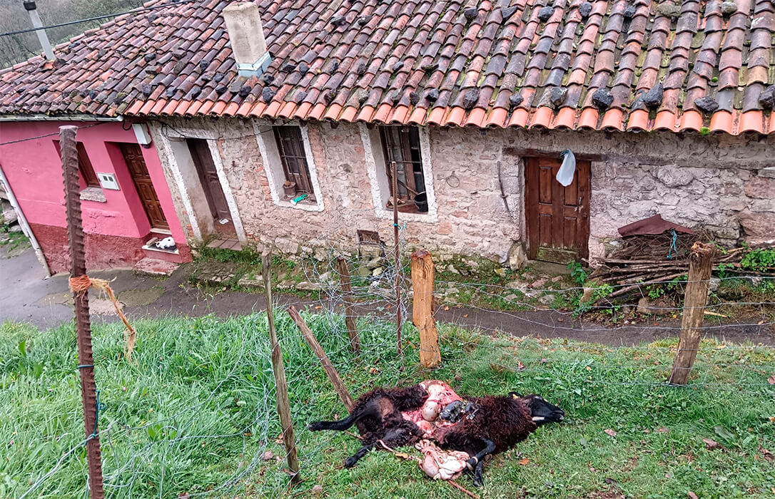 Asturias Ganadera denuncia que «los lobos ya matan en los pueblos» y reclama un reunión urgente con Barbón para poner soluciones