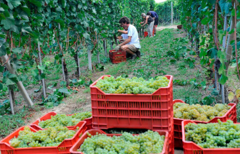 España, Francia e Italia señalan la importancia de que la PAC cuente con los recursos financieros necesarios para el sector del vino