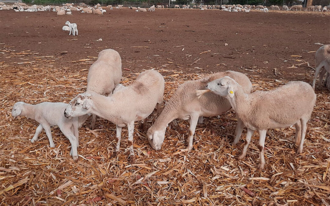 Modifican las medidas de protección y de control frente al serotipo 3 de lengua azul tras el último foco aparecido en Cádiz