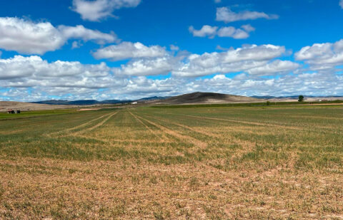 Protestas por el reparto de las ayudas de la sequía: piden priorizar al agricultor profesional, ampliar los municipios afectados e incluir los leñosos