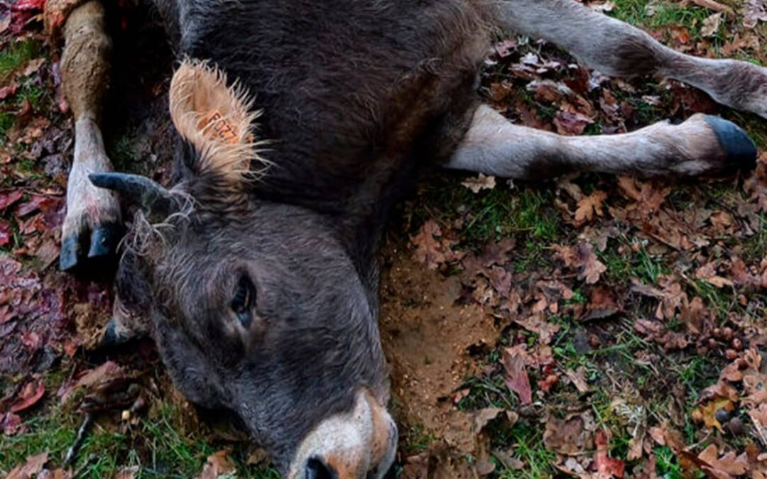 El oso mata una novilla de raza parda de montaña en una explotación bovina situada en la Montaña Palentina