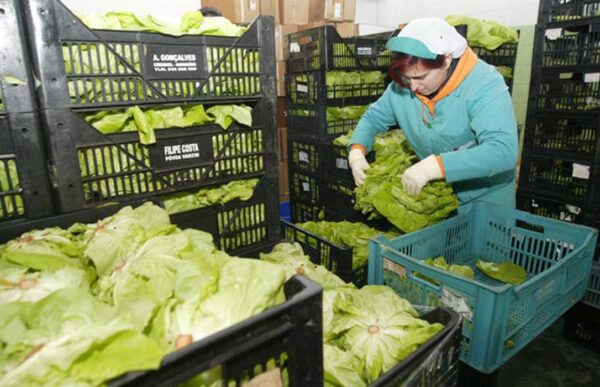 El paro en la agricultura sube un 1,87% en octubre casi al mismo ritmo que la afiliación al Sistema Especial Agrario