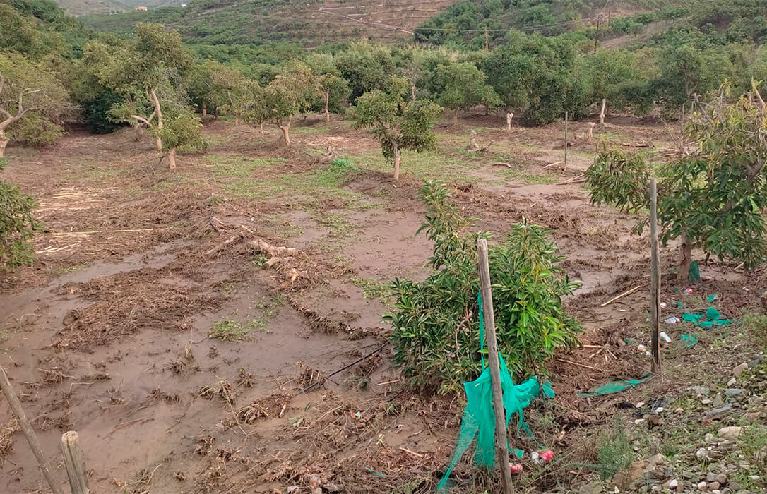 Planas debe esperar a tener el peritaje de las explotaciones tras la DANA para solicitar formalmente los fondos de reserva de la PAC