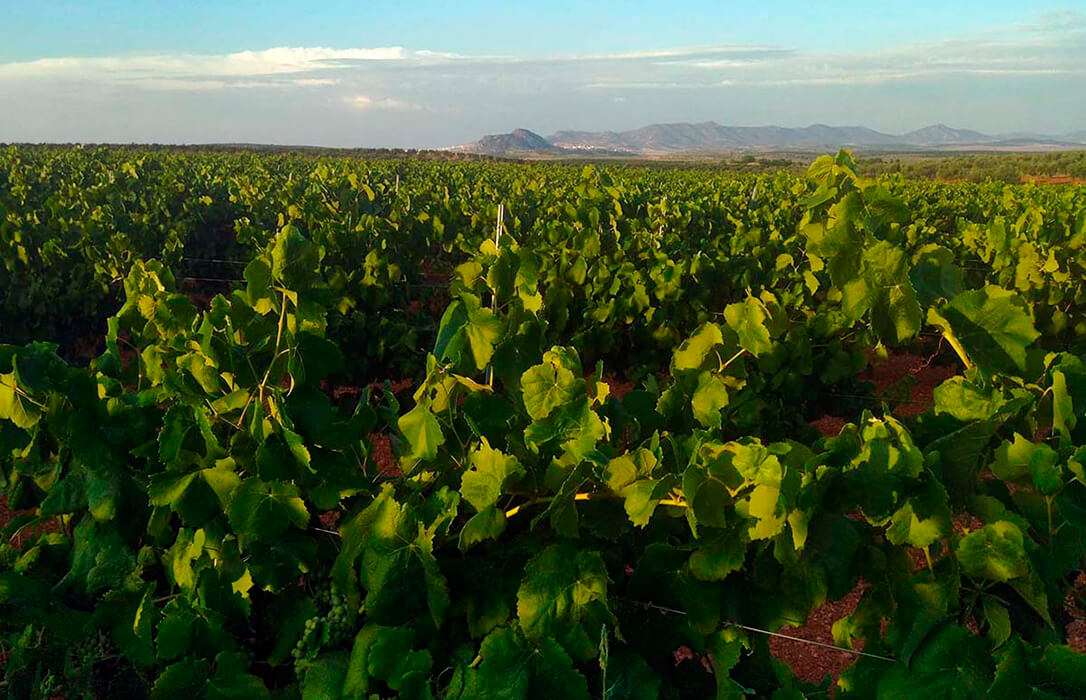 Denuncian «la arbitrariedad e incompetencia» de Agroseguro con las pólizas de la uva al reducir «los rendimientos para su beneficio»