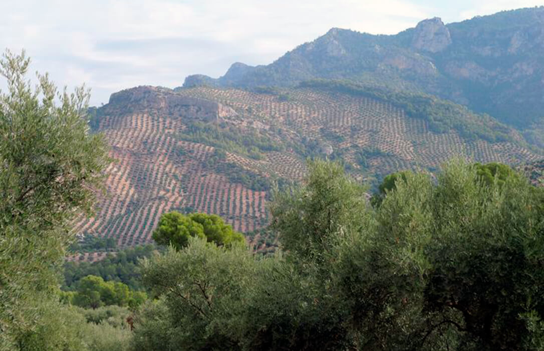 Piden a las cooperativas que vendan por encima de los costes el aceite del olivar tradicional ante una producción afectada por la inestabilidad