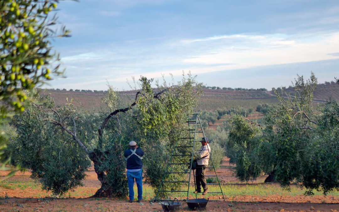 La preocupación por la bajada de precios del aceite en origen sigue mirando a las cooperativas, a las que piden no vender por debajo de costes