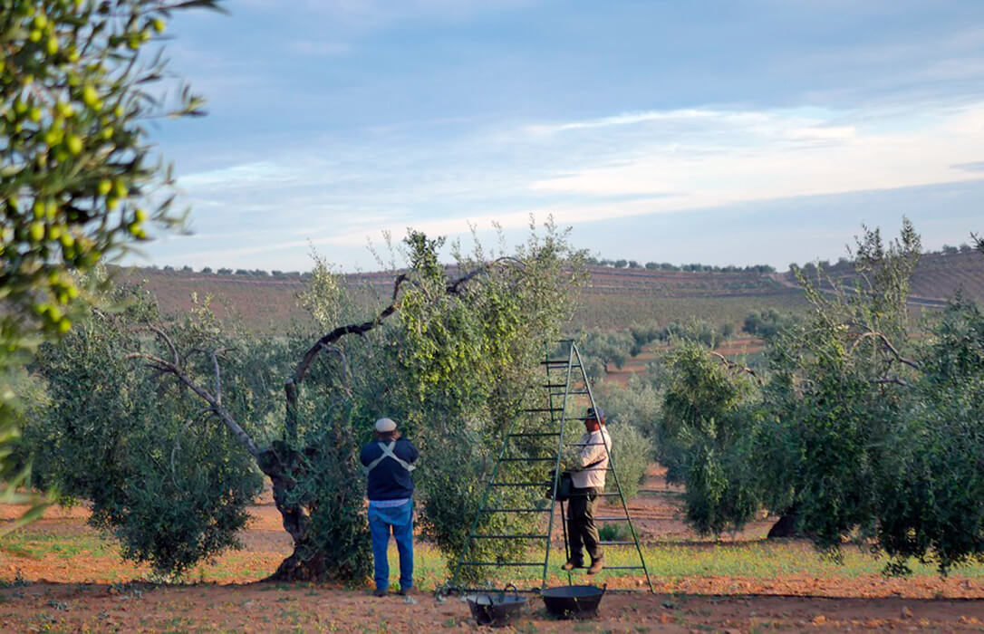 La preocupación por la bajada de precios del aceite en origen sigue mirando a las cooperativas, a las que piden no vender por debajo de costes