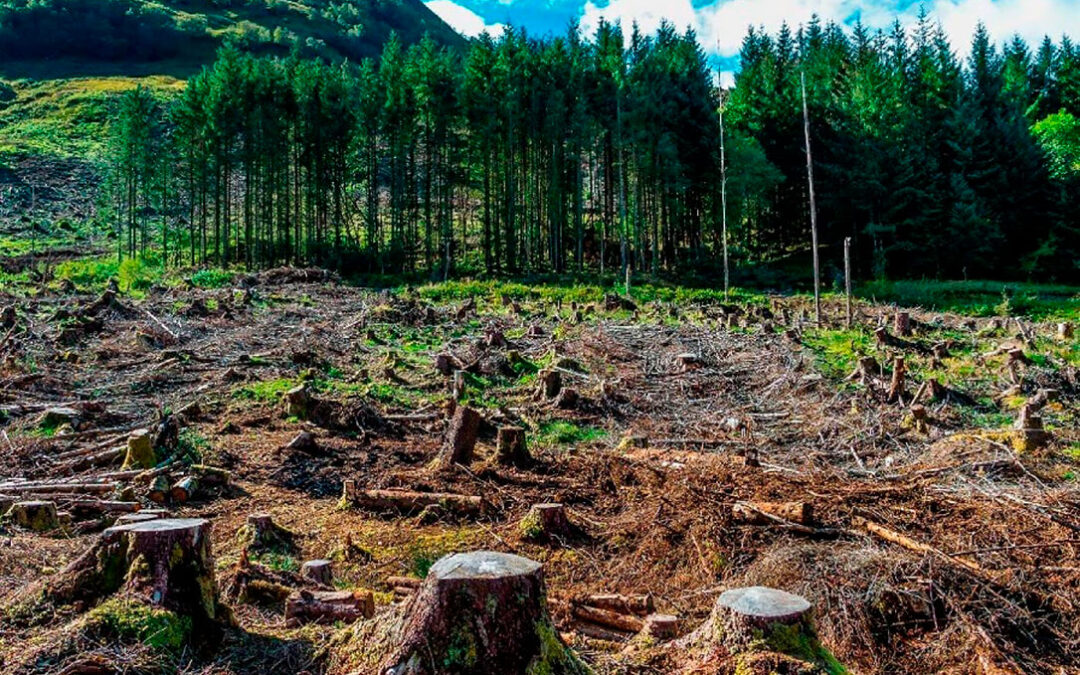 La UE tiene un mes para evitar que la Ley de Deforestación se aplique en enero tras las enmiendas de la derecha para relajar sus exigencias