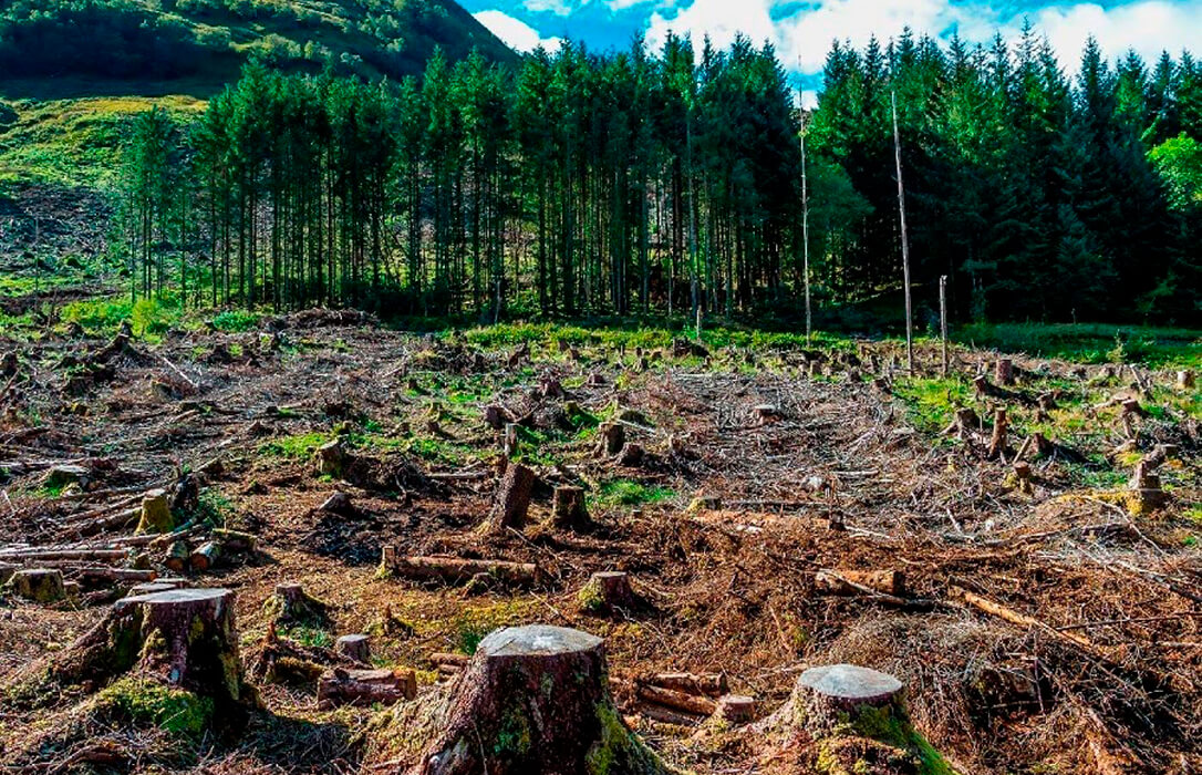 La UE tiene un mes para evitar que la Ley de Deforestación se aplique en enero tras las enmiendas de la derecha para relajar sus exigencias