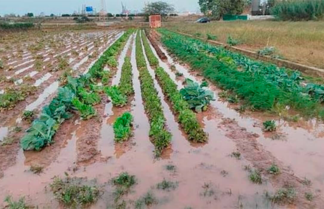 Los agricultores y ganaderos afectados por la DANA recibirán las ayudas directas sin solicitud previa y en un plazo aproximado de tres meses