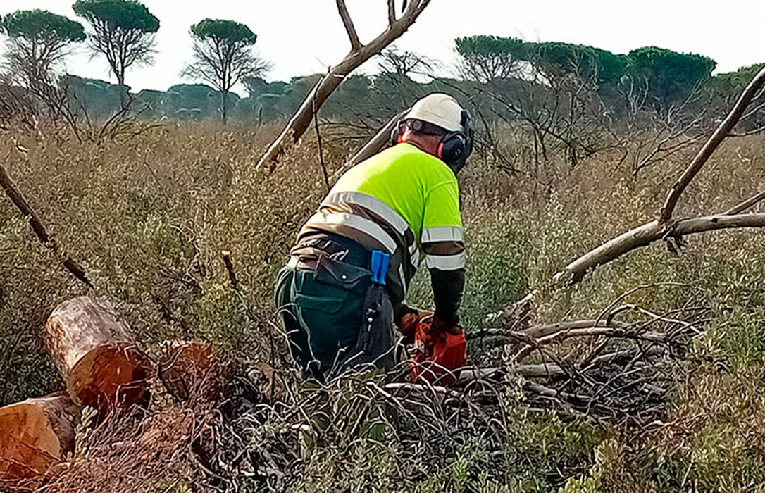 La Junta destina 1,21 millones a tratamientos selvícolas de mejora en montes públicos del litoral de Cádiz incluyendo el pinar de Las Canteras