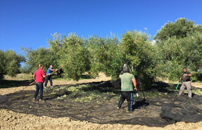 Un futuro desolador: La ‘uberización del olivar español’ borra del mapa al 59% de las explotaciones y «España camina hacia un olivar sin agricultores”