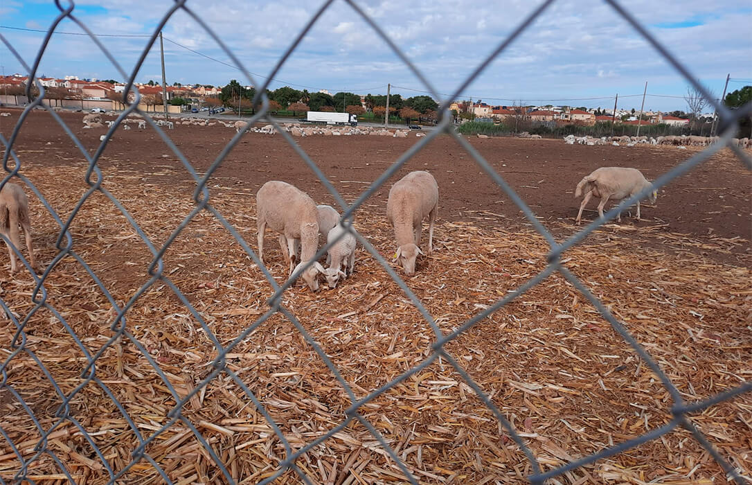 En Andalucía ya se han entregado 820.000 vacunas de la lengua azul a los veterinarios frente al serotipo 3, del que hay declarados 32 focos