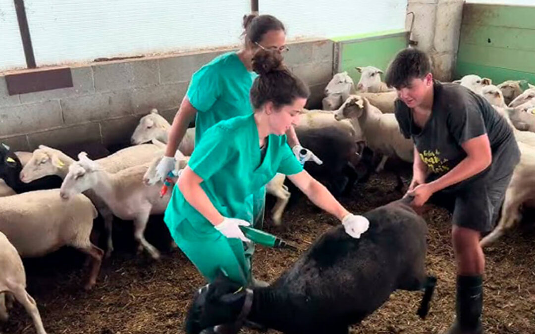 Piden el cese inmediato del director general de Bienestar Animal, Valentín Almansa, por «su incapacidad de gestión de la lengua azul»