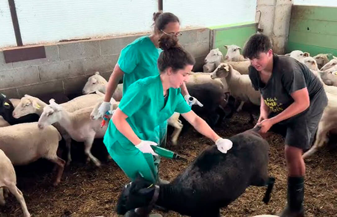 Piden el cese inmediato del director general de Bienestar Animal, Valentín Almansa, por «su incapacidad de gestión de la lengua azul»