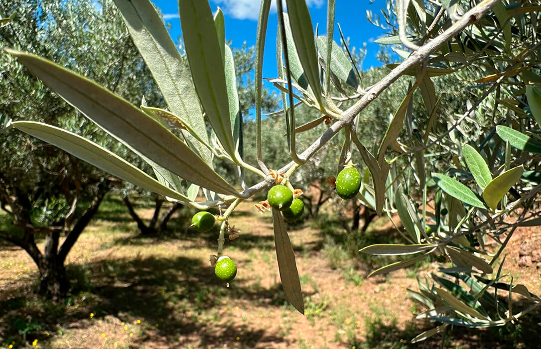 El coste de la producción de un kilo de aceite de oliva varía de los 2,81 euros del olivar en seto de regadío a los 4,61 euros en montaña