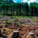 El Parlamento Europeo apoya con el apoyo de la derecha y la extrema derecha retrasar un año la ley europea contra la deforestación