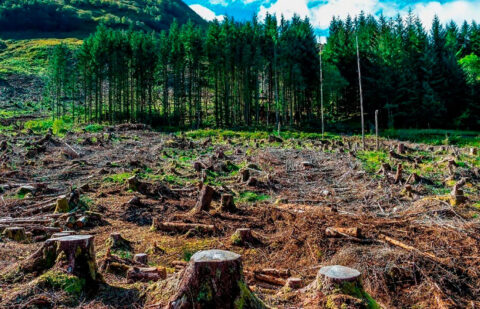 El Parlamento Europeo acepta la propuesta de la CE y vota a favor de aplazar un año la aplicación de la ley sobre deforestación de la UE