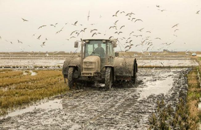 Denuncia contra Arrocería Herba ante Competencia y la AICA por pagar el arroz muy por debajo del coste de producción