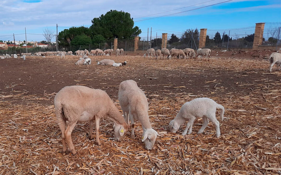 Piden que las ayudas por la lengua azul sean inmediatas en Andalucía: La situación es tan límite que algunas explotaciones podrían cerrar