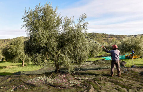 El aceite de oliva recupera un nivel normal de producción, con 1,29 millones de toneladas, pero el precio en origen baja 25,6% desde el inicio de campaña