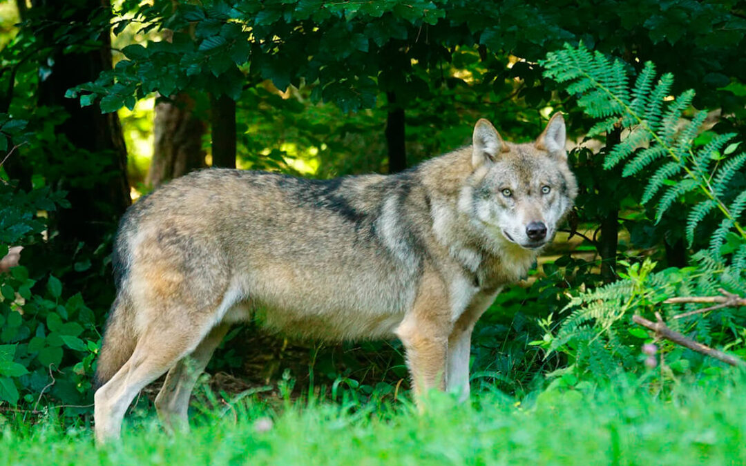 Reclaman a la nueva ministra de Transición Ecológica cambios normativos en línea con los cambios europeos del lobo en el Convenio de Berna