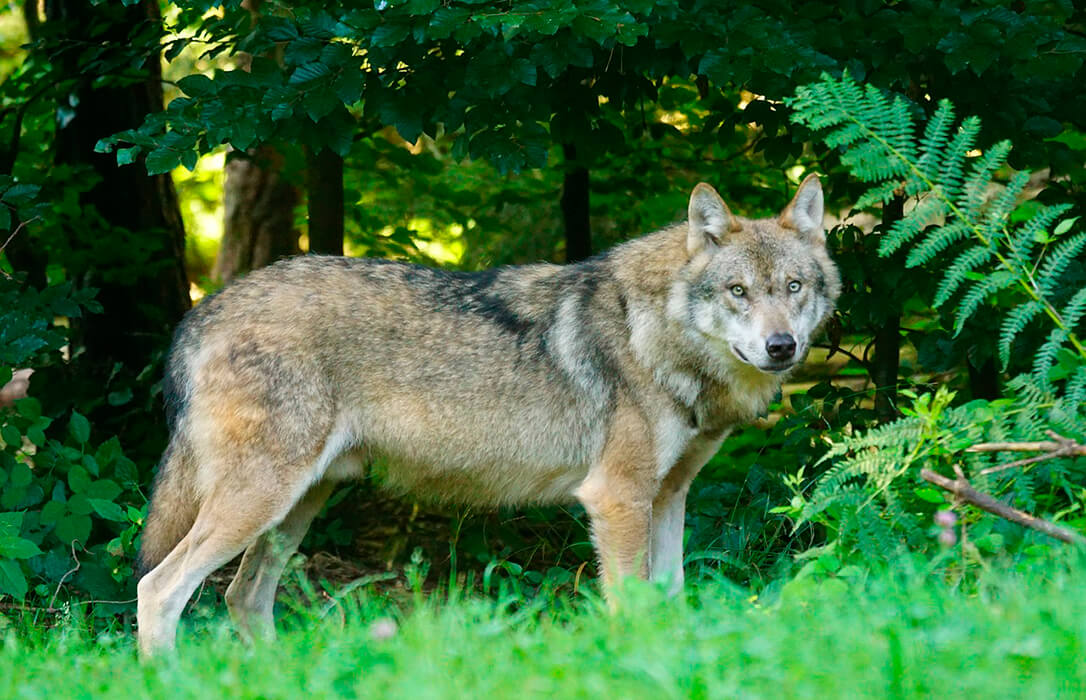 Reclaman a la nueva ministra de Transición Ecológica cambios normativos en línea con los cambios europeos del lobo en el Convenio de Berna