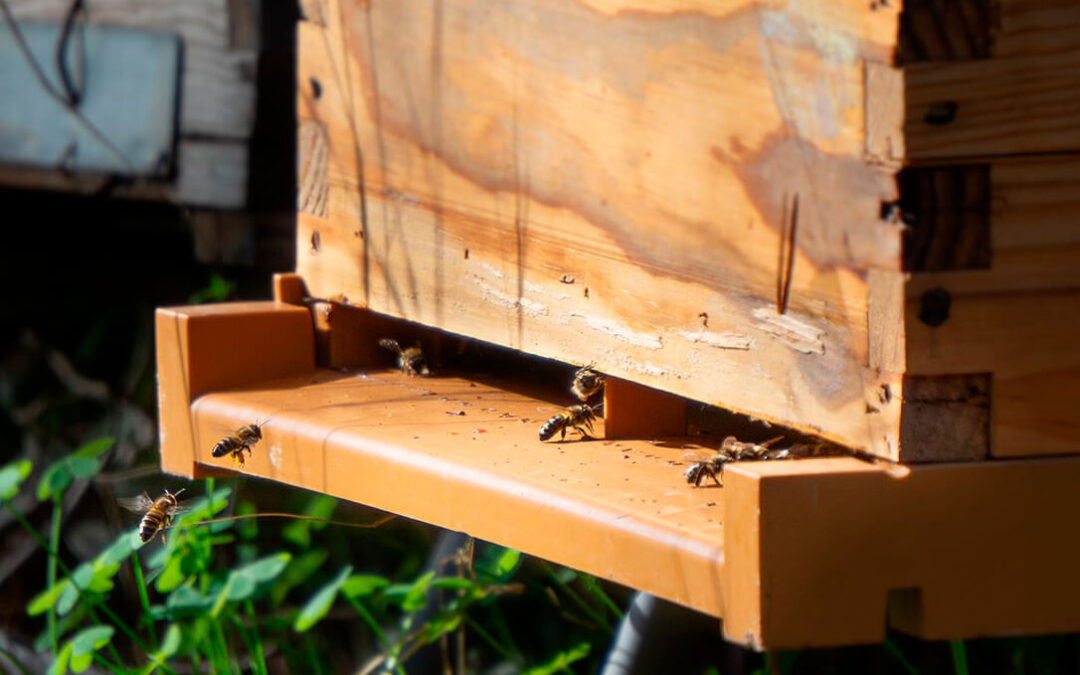 Una ‘PCR’ para abejas: investigadores trabajan en un sistema para la detección rápida de enfermedades en las colmenas