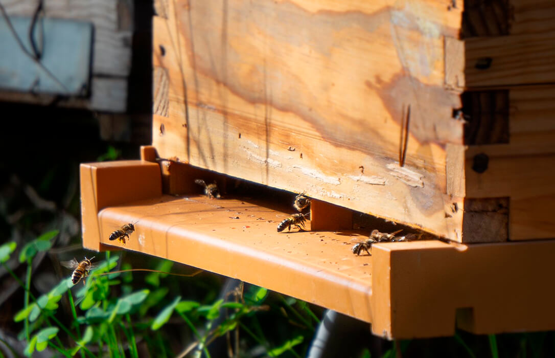 Una ‘PCR’ para abejas: investigadores trabajan en un sistema para la detección rápida de enfermedades en las colmenas