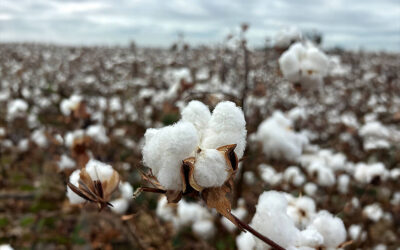 Tres años y casi 200 millones de europeos impactados: el éxito de la campaña EUCOTTON devuelve el protagonismo al sector algodonero europeo