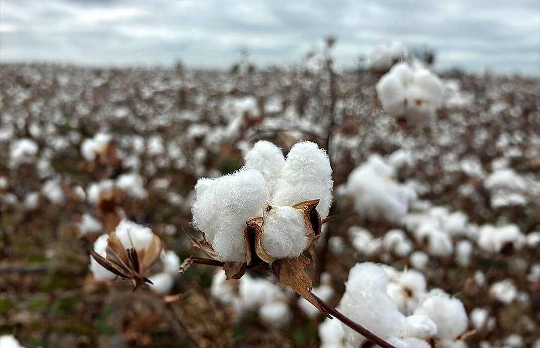 Tres años y casi 200 millones de europeos impactados: el éxito de la campaña EUCOTTON devuelve el protagonismo al sector algodonero europeo