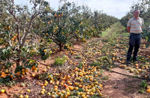 El Gobierno amplía el alcance de las medidas agrarias a las explotaciones colindantes con los municipios valencianos afectados por la DANA