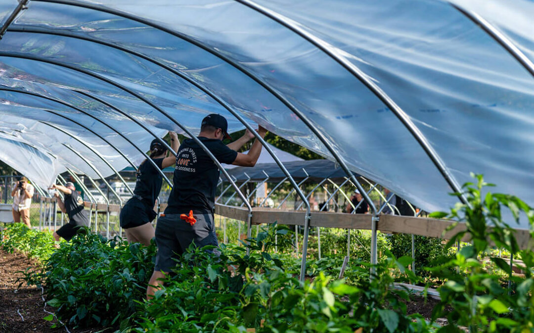 Un estudio vincula los efectos inmunotóxicos en los agricultores que trabajan en invernaderos con su exposición a pesticidas