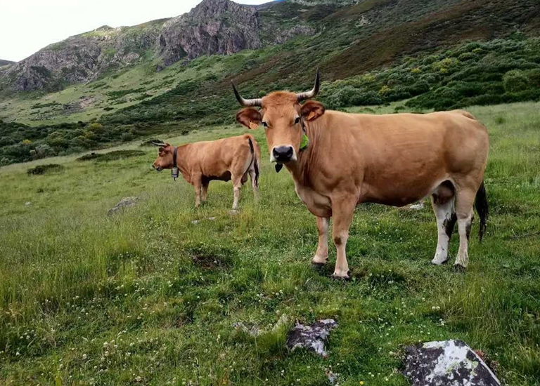 El proyecto GO Boviex 4.0 impulsa la transformación digital de la ganadería extensiva de bovino y de la vida rural