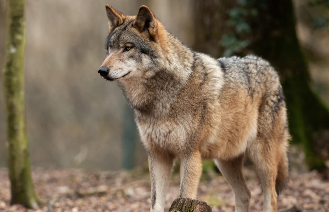 El Grupo Vasco en el Senado defiende excluir al lobo del listado de especies protegidas en aras a la pervivencia de la ganadería extensiva