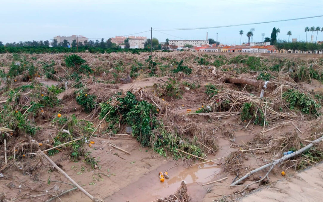 El daño de la DANA en la agricultura demostró en 2024 la inacción ante el cambio climático y sus duras consecuencias