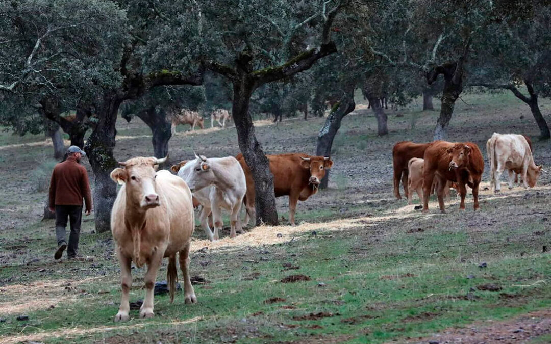 La primera en la frente para empezar el año: exigen a la Junta extremeña que dé marcha atrás al cobro de las tasas ganaderas a partir de 2025