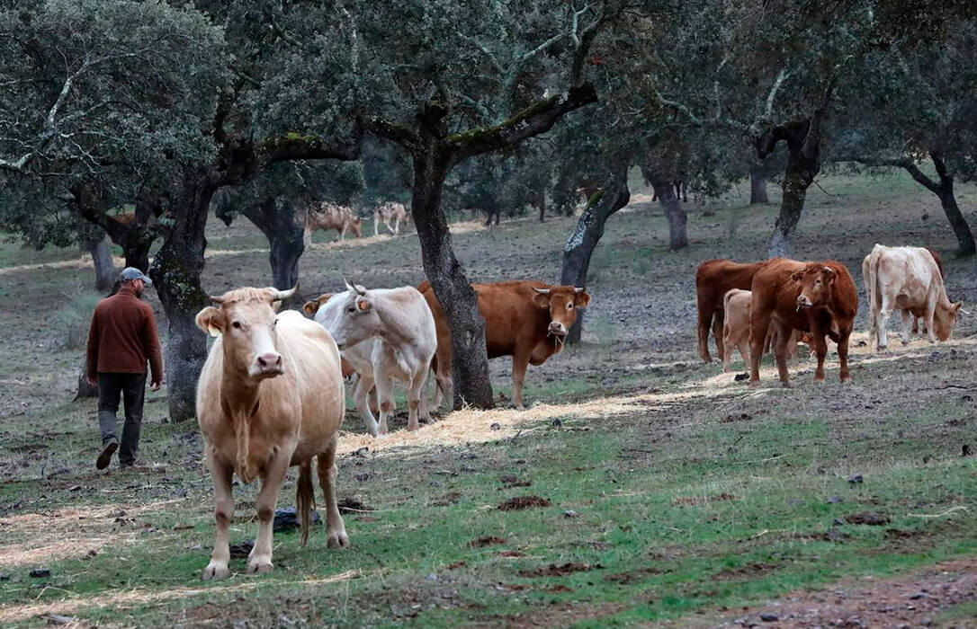 La primera en la frente para empezar el año: exigen a la Junta extremeña que dé marcha atrás al cobro de las tasas ganaderas a partir de 2025