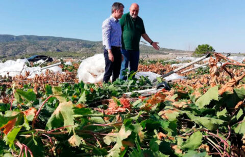 El Ministerio de Agricultura incrementa el presupuesto para seguros agrarios hasta los 315 millones, casi un 11% más que el año anterior