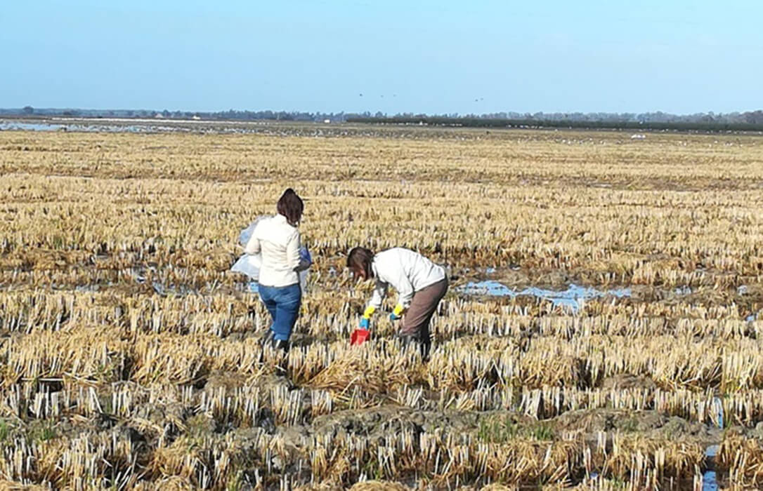 Proyecto NutriRice: El uso de fertilizantes en los arrozales de Doñana podría reducirse hasta en un 30% sin afectar a la productividad