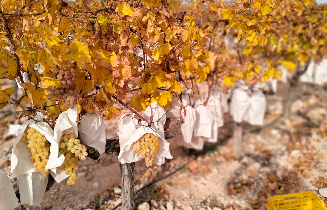 Sigue el descontrol: revelan la presencia de uvas de mesa importadas de Mercosur en los lineales con materias activas prohibidas en la UE