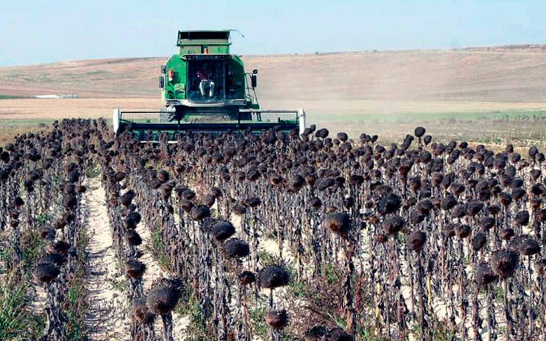 España produce este año menos girasol de lo previsto pese a no perder superficie mientras los precios aumentan