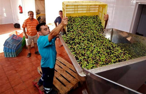 Cooperativas España pide tranquilidad y apunta a «los movimientos de agricultores individuales» de condicionar el mercado del aceite a la baja