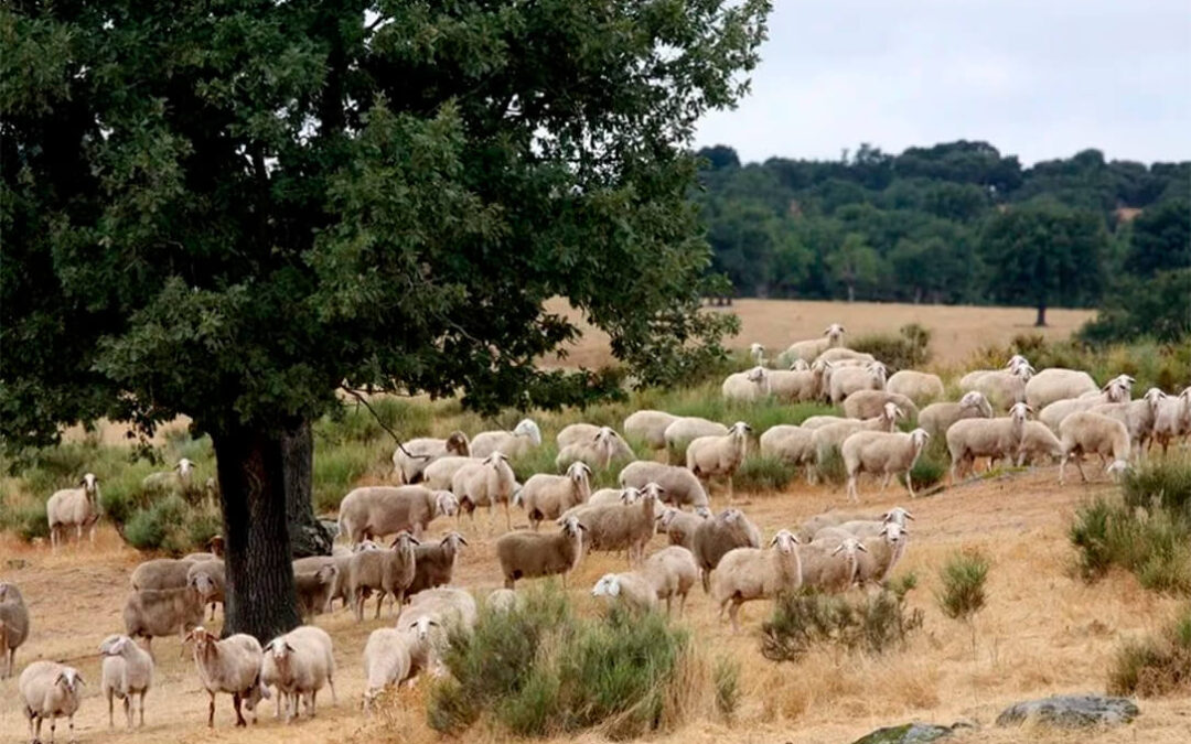 El peor récord posible: Extremadura supera los mil focos de lengua azul desde el verano con cuatro serotipos distintos