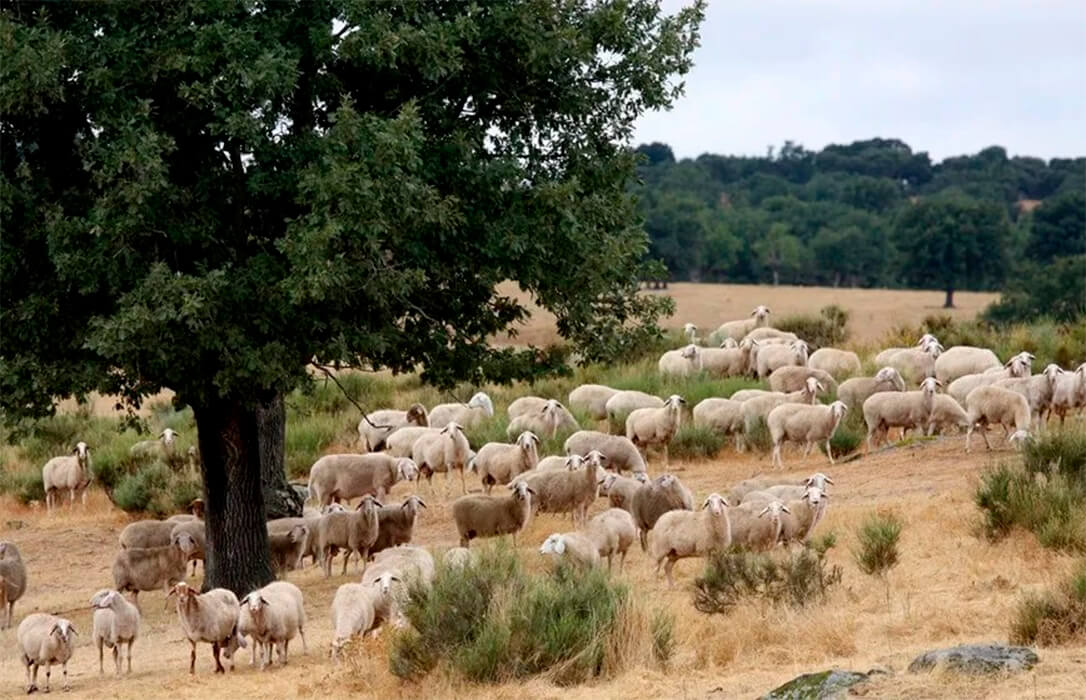 El peor récord posible: Extremadura supera los mil focos de lengua azul desde el verano con cuatro serotipos distintos