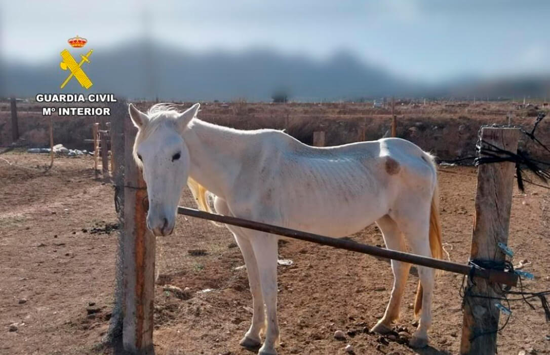 Investigadas dos personas por un presunto delito de maltrato animal que provocó la muerte de dos caballos en una explotación