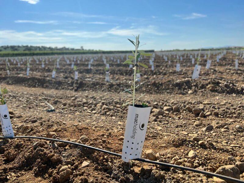 Estrategias de riego para reducir la huella hídrica en olivar superintensivo para una gestión eficiente de los recursos hídricos