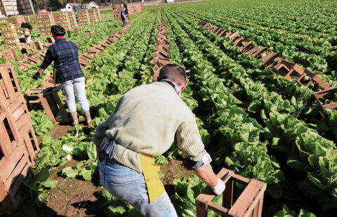 Ante la futura PAC: piden una financiación suficiente pero destinada a la agricultura que más lo necesita y a una transición agroecológica