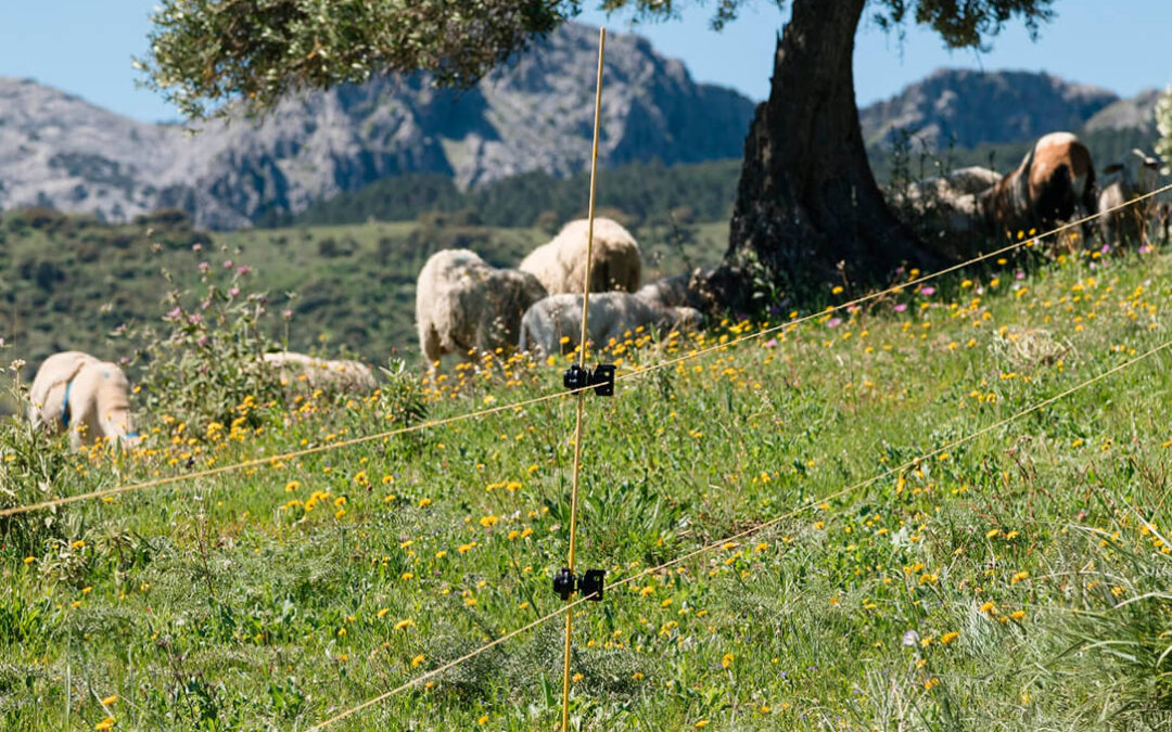 Grazalema abrirá una fábrica para la producción de pellets de lana de oveja para su uso como fertilizante