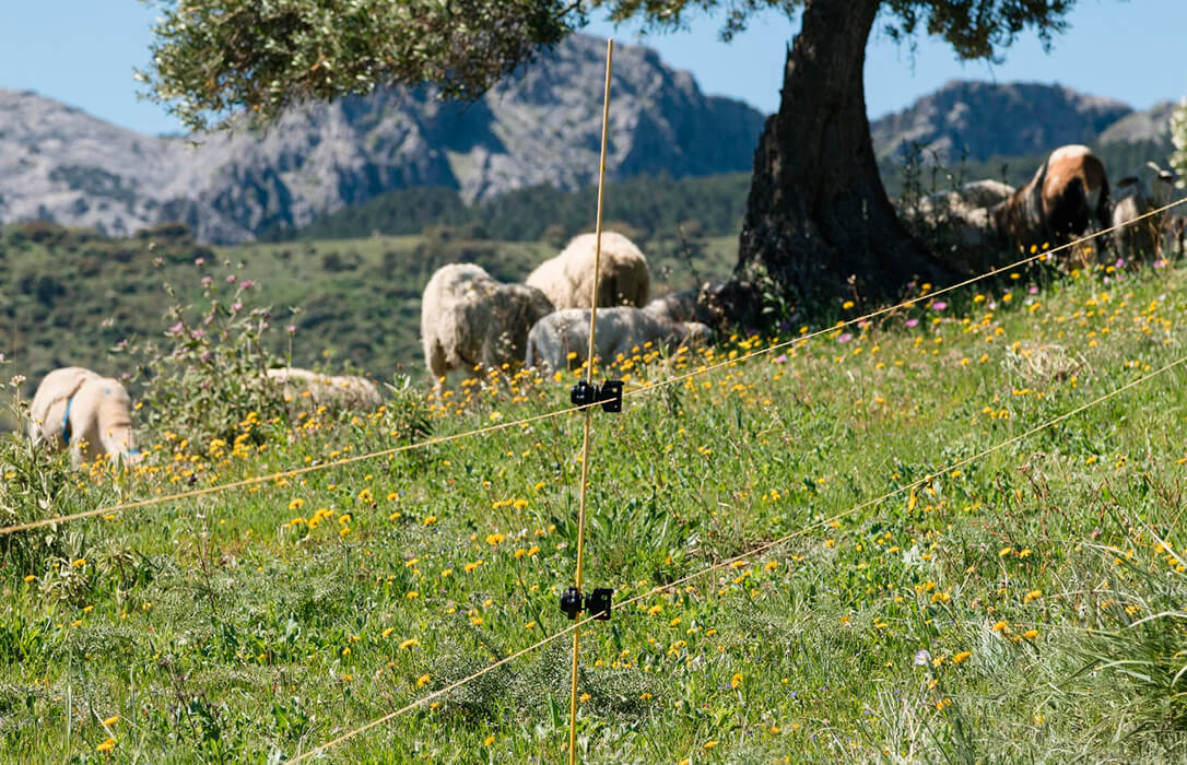 Grazalema abrirá una fábrica para la producción de pellets de lana de oveja para su uso como fertilizante